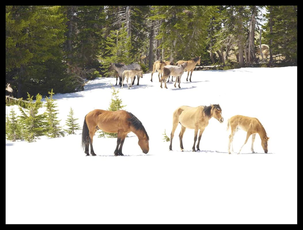 Wild Horses Mustangs Society 3