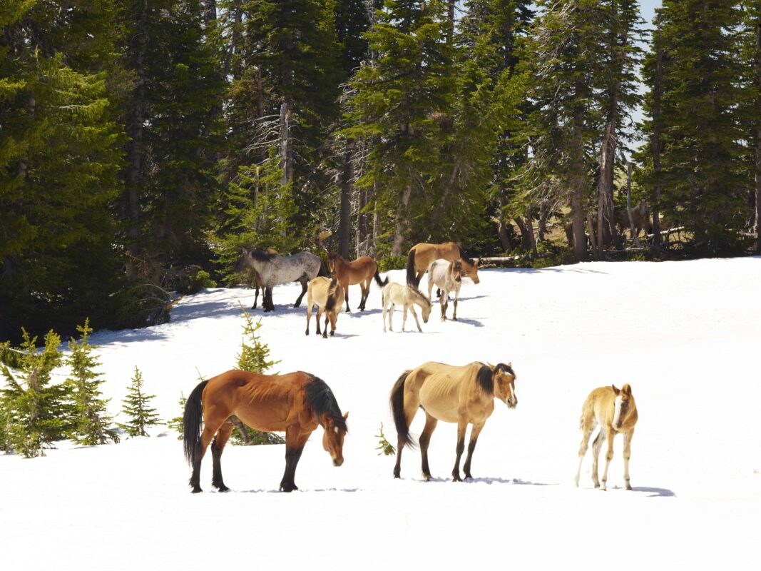 Wild Horses Mustangs Society 4