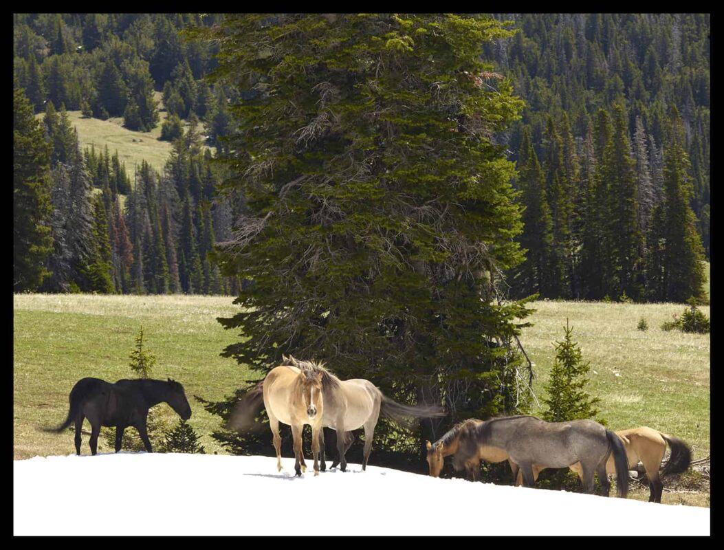 Wild Horses Mustangs Society 5