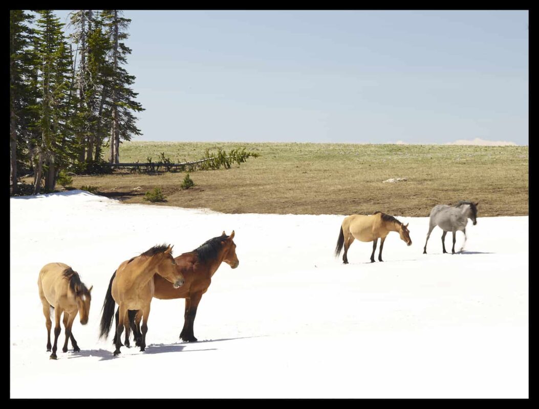 Wild Horses Mustangs Society 6