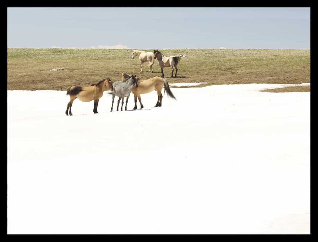 Wild Horses Mustangs Society 7