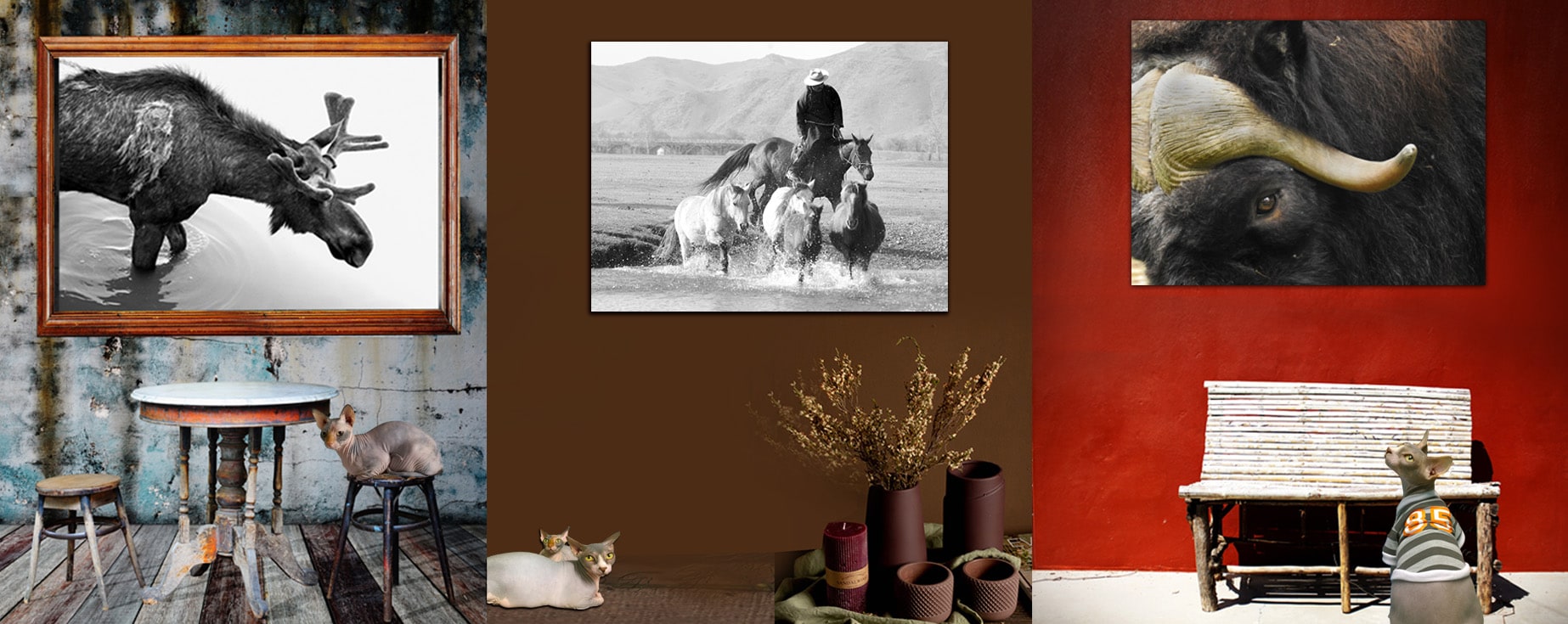 Country Animal Art and Photographic Prints 