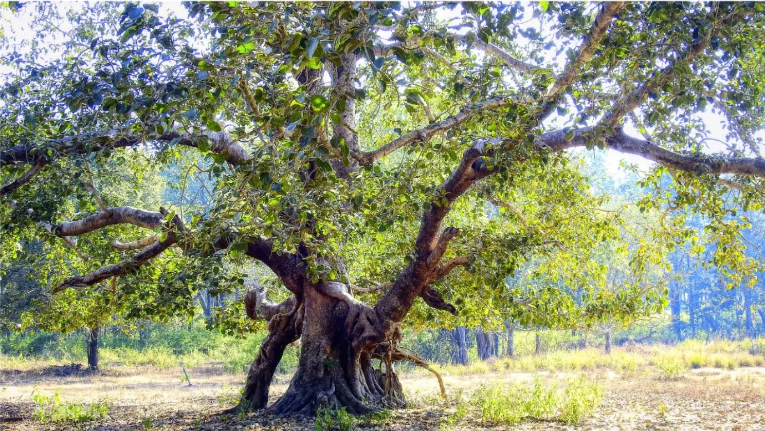 Panoramic Trees Forests and Woodlands Photos for sale, Forests and woodlands Wall Art, Shop Tree Panoramic Prints & Landscape Wall Art, Woodland Photos for Sale, Trees and Landscape