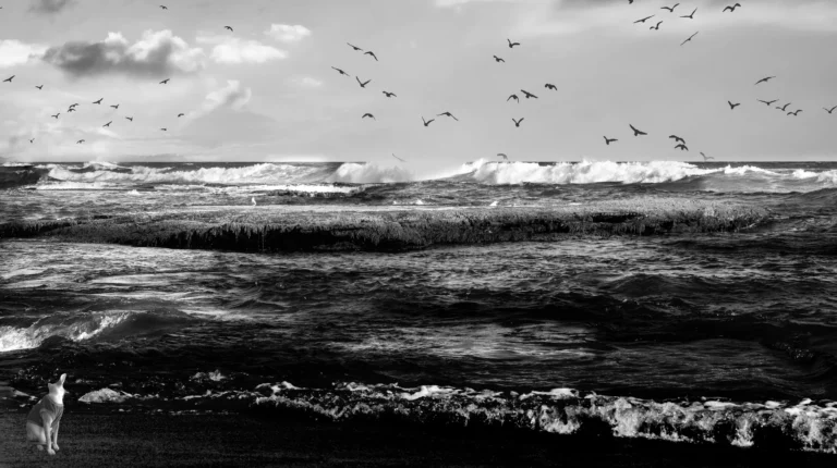 Black and White Beach Seascapes and Coastal Photos