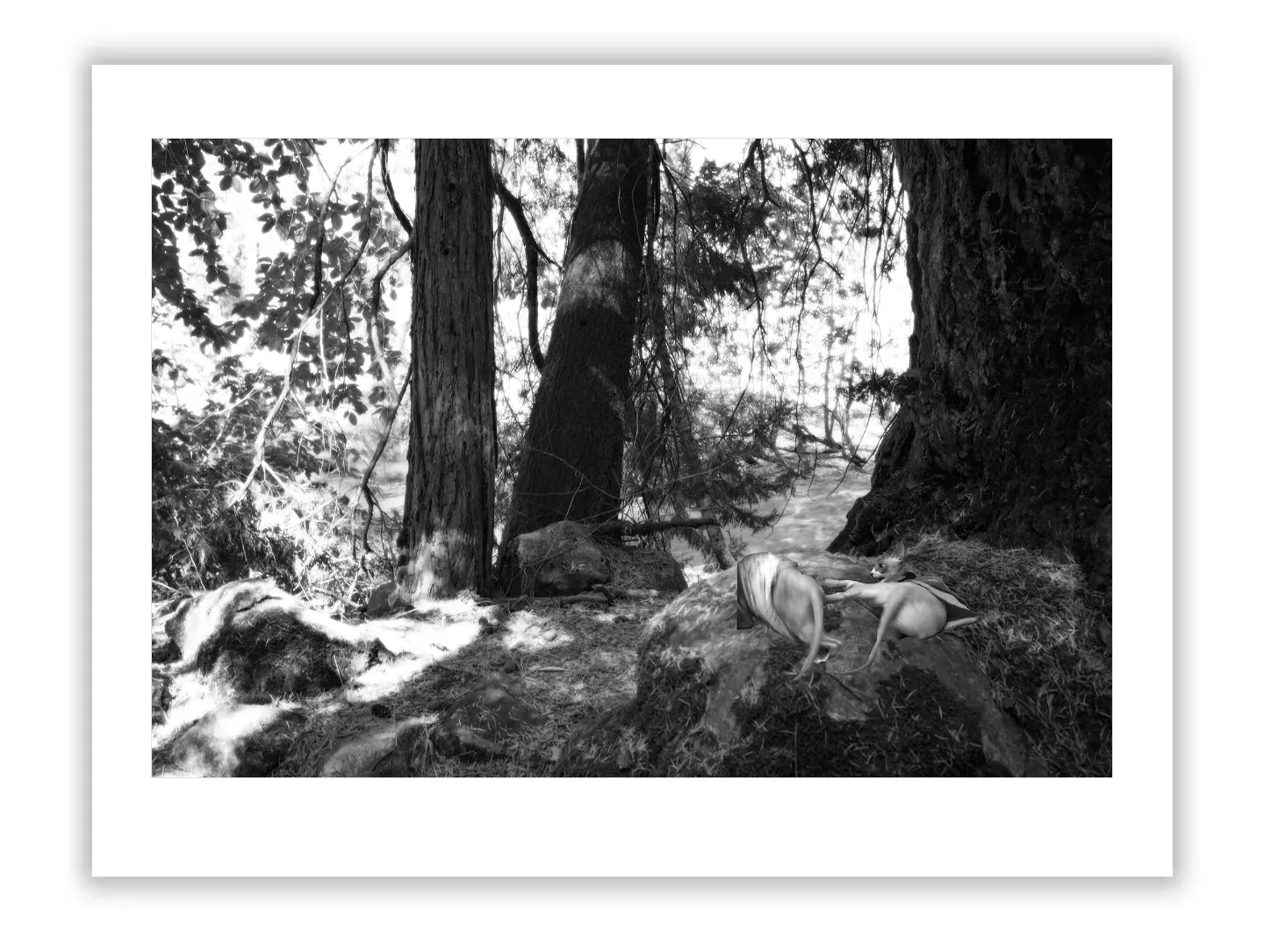1.4 156 ORIENTATION Black and White Photographs 3 X 2 TREES L1001287 Yosemite 2016