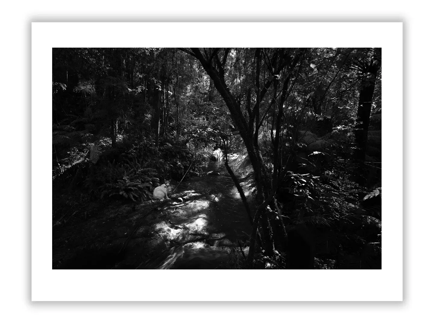 1.4 157 ORIENTATION Black and White Photographs 3 X 2 TREES L1027192 93 Hopetoun falls walk 2015