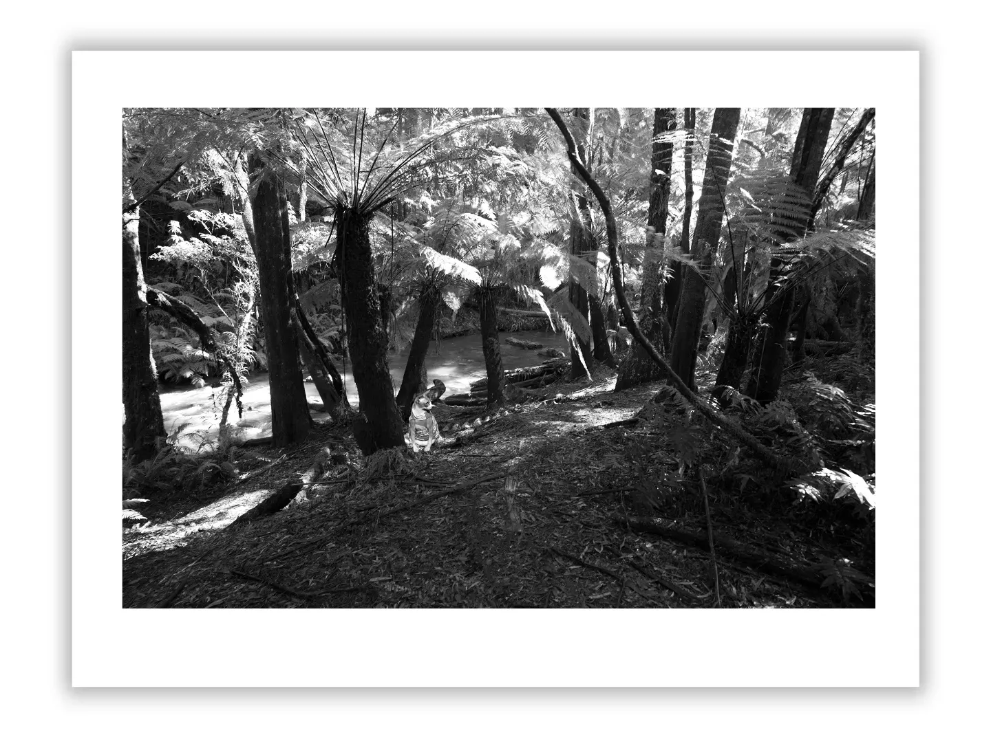 1.4 158 ORIENTATION Black and White Photographs 3 X 2 TREES L1027214 Hopetoun falls walk 2015