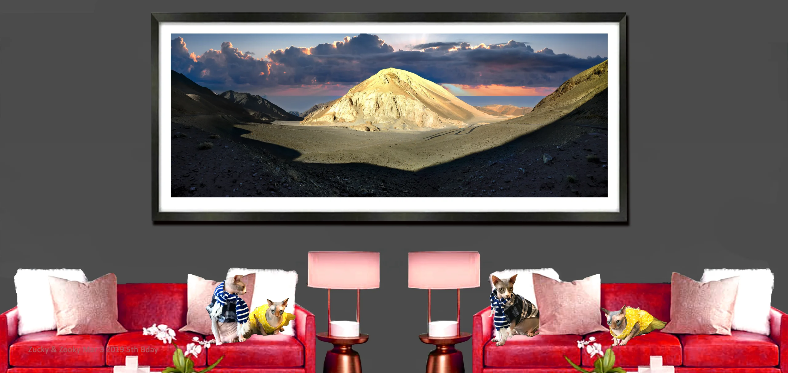 Original Art and Fine Art Photographs with Sphynx Cats Photos ZUCKY - HEART & SOUL WHISPERER ART GALLERY Melbourne Australia