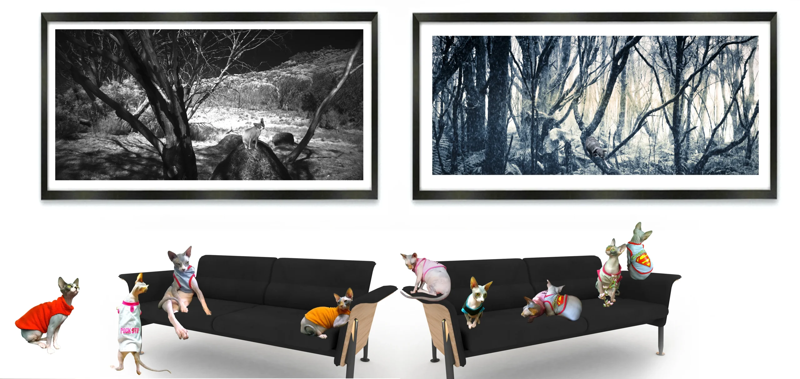 Original Art and Fine Art Photographs with Sphynx Cats Photos ZUCKY - HEART & SOUL WHISPERER ART