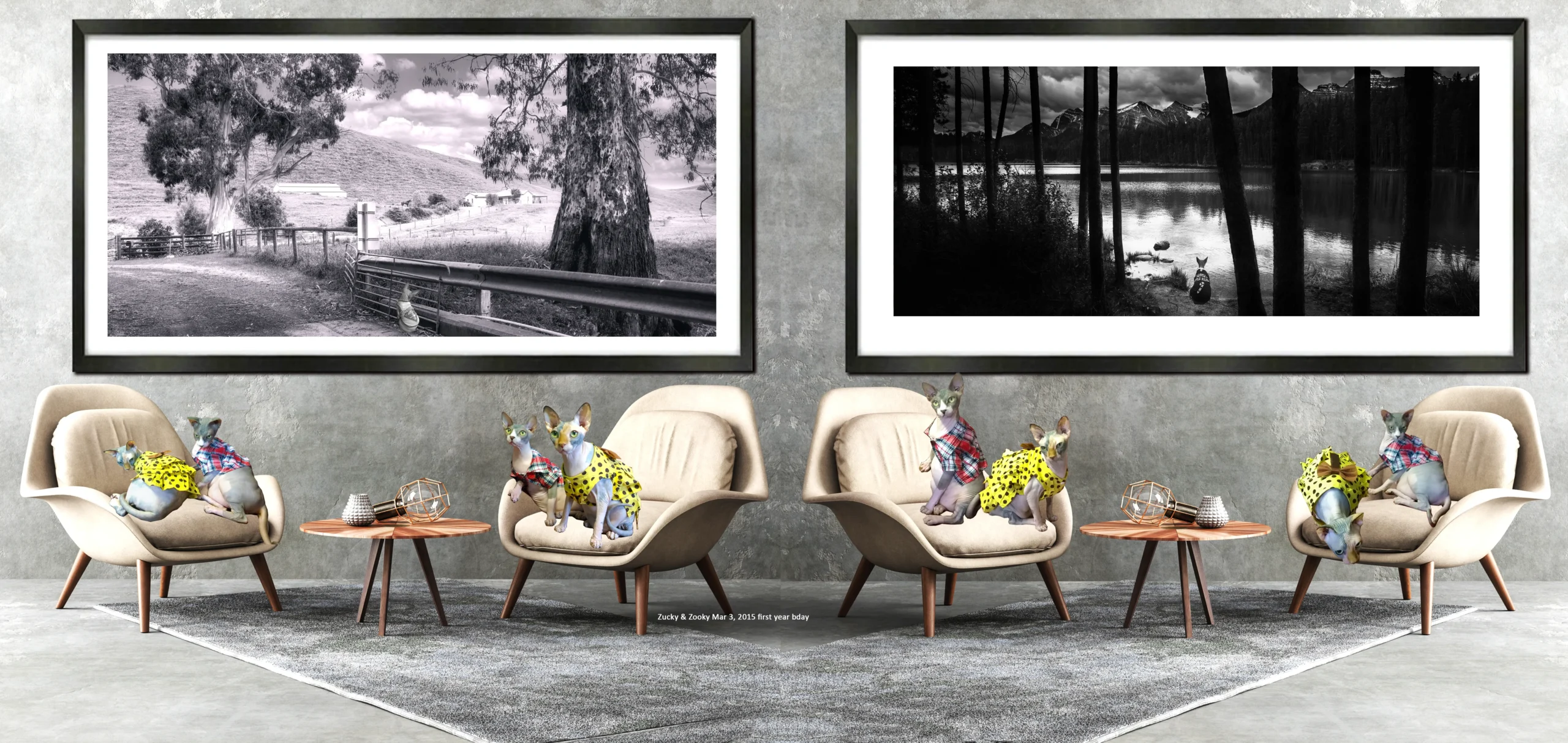 Original Art and Fine Art Photographs with Sphynx Cats Photos ZUCKY - HEART & SOUL WHISPERER ART GALLERY Melbourne Australia
